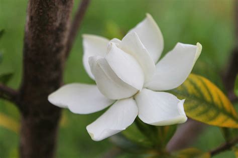 梔子會香的花|梔子